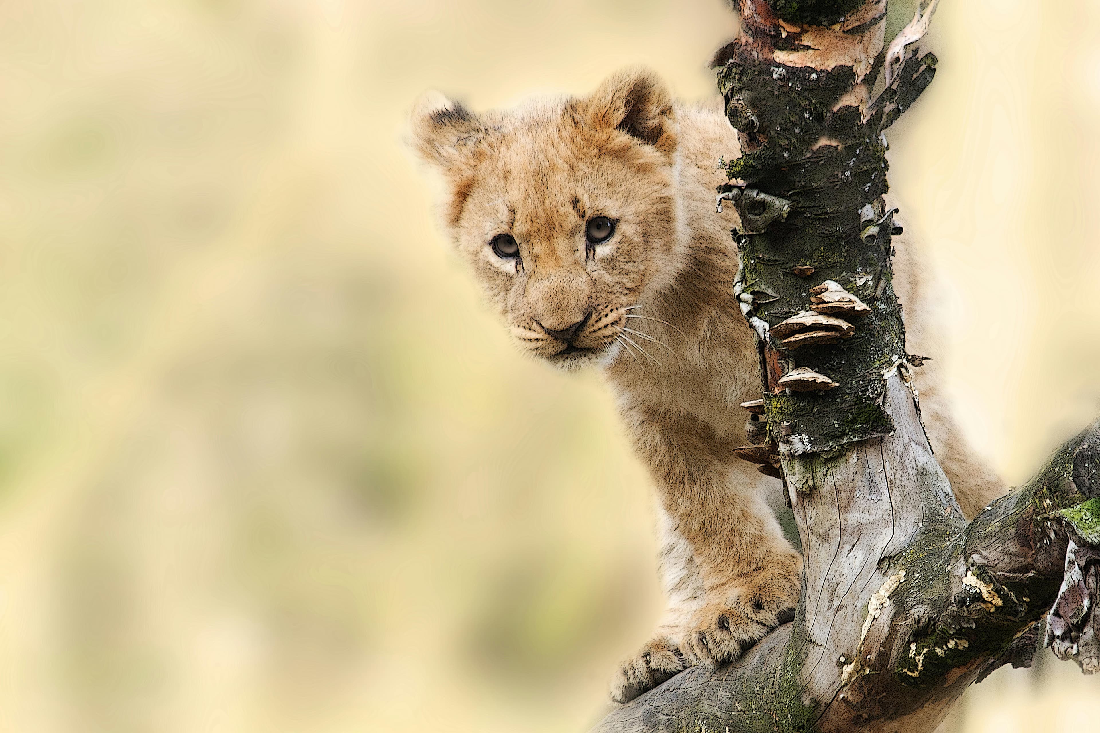 Lion Cub Background